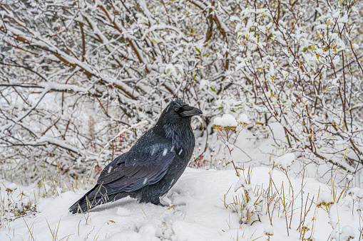 A closeup of the raven in winter. Canadian nature.