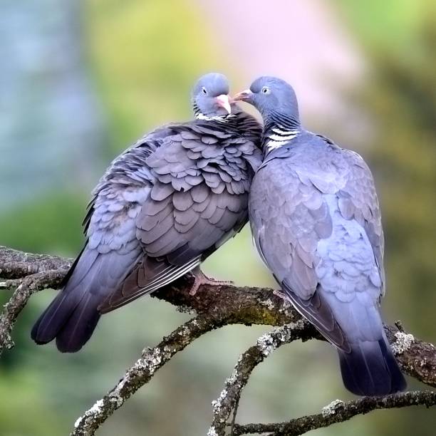 istock Closeup of pigeons perching on tree branch 1453421700