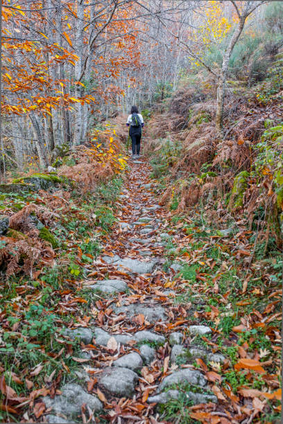 istock Trekker walking through chesnut forest, Ambroz Valley, Spain 1453422233