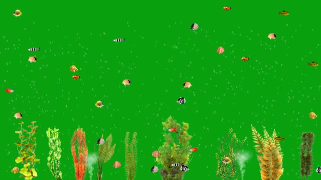 4K animation video of small colorful fishes and seaweeds with green screen background.