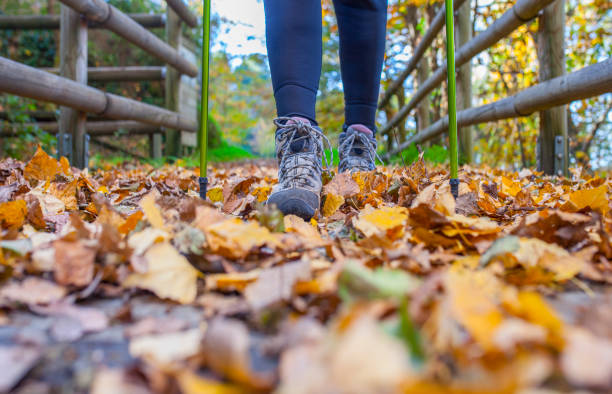 istock Trekker woman walking through chesnut forest 1453422245