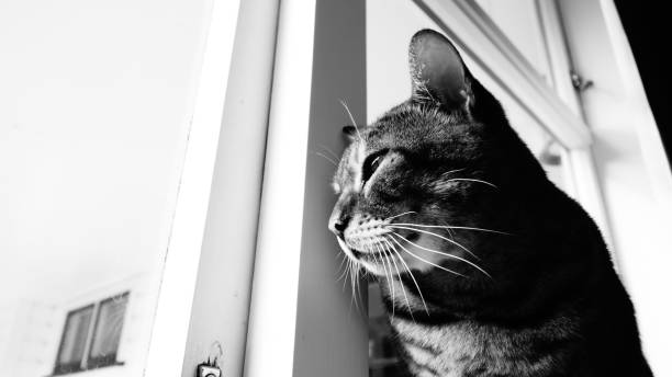 istock Grayscale shot of a tabby cat looking through the window standing on a window shelf 1453422511