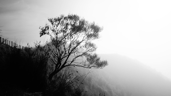 A grayscale shot of a tree on the slope of the hill in Whanganui National Park - perfect for wallpaper