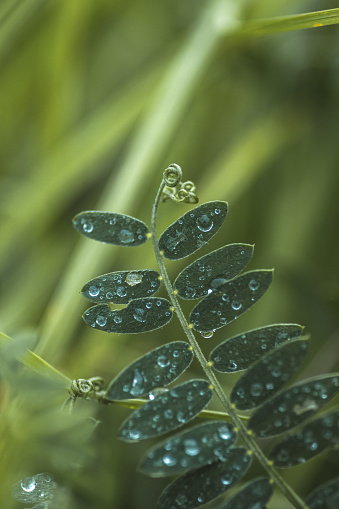 Some raindrops on fresh green plants.