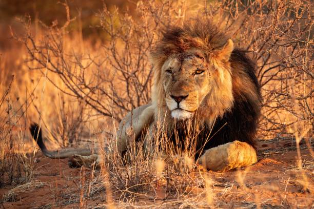 männlicher löwe in namibia etosh - namibia stock-fotos und bilder
