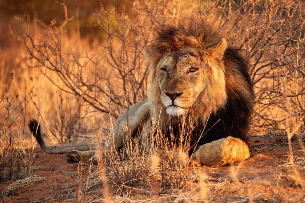 istock Male Lion in Namibia Etosh 1453422741