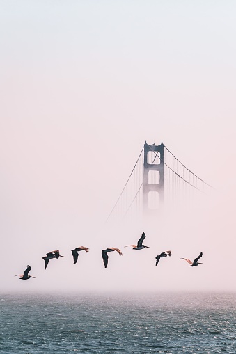A vertical shot of birds flying over the ocean and Golden Gate Bridge in the background