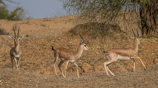 istock Chinkaras in a sunny field 1453423057
