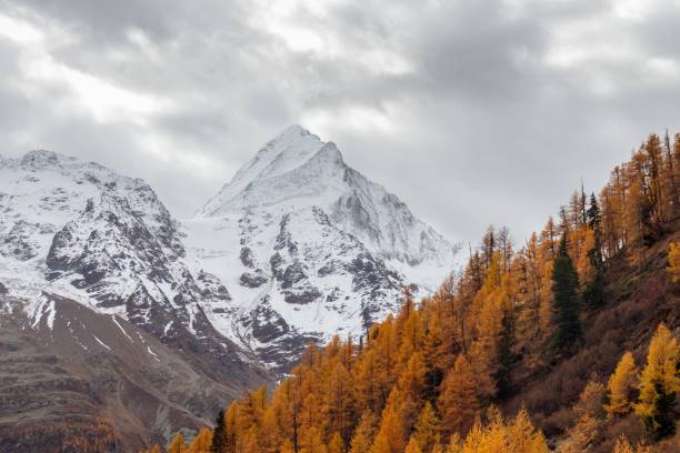 istock Yellow orange larch forest in autumn 1453423361