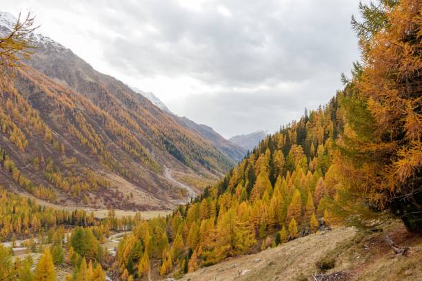 istock Larch forest valley in autumn or fall. 1453423369