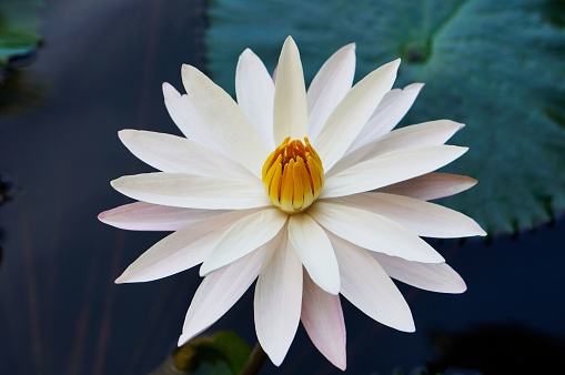 A closeup shot of a beautiful Egyptian white water-lily flower in the daylight