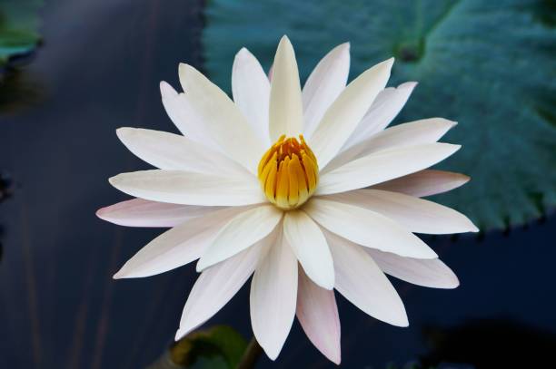 Closeup shot of a beautiful Egyptian white water-lily flower in the daylight A closeup shot of a beautiful Egyptian white water-lily flower in the daylight white lotus stock pictures, royalty-free photos & images