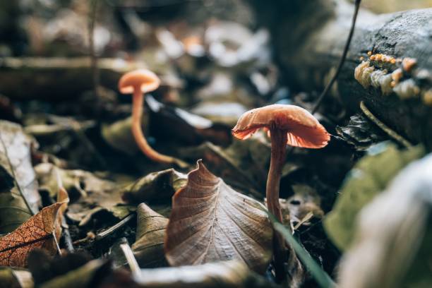 Shallow focus shot of Laccaria laccata mushrooms on the wet ground after rain in the forest A shallow focus shot of Laccaria laccata mushrooms on the wet ground after rain in the forest laccata stock pictures, royalty-free photos & images
