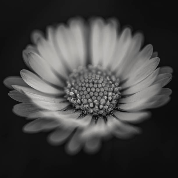 istock Grayscale macro of a daisy flower against black background 1453424104