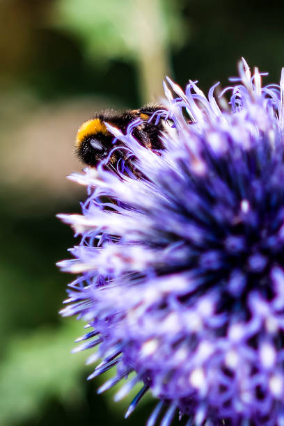 istock Vertical macro of a bee sitting on violet flower 1453424105