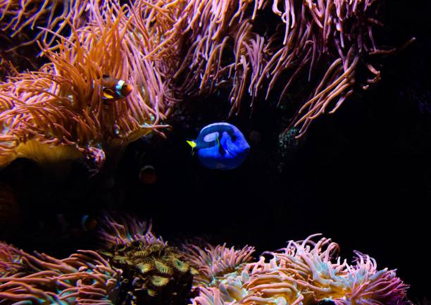 istock Colorful fish swimming inside the aquarium 1453424478