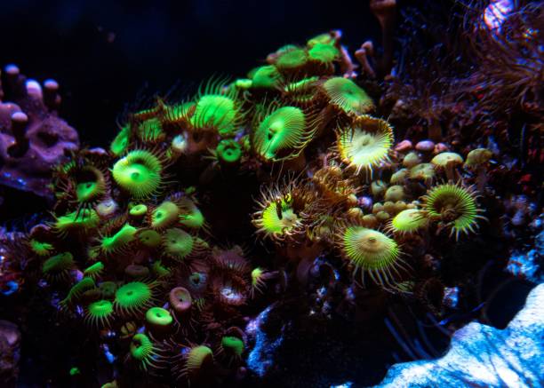 istock Colorful corals inside the aquarium 1453424492