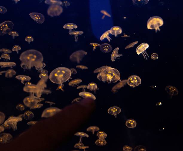 istock Jellyfish swimming inside the aquarium 1453424504
