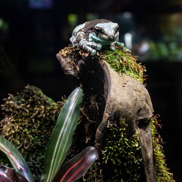 istock Green frog on top of a rock covered with moss 1453424507