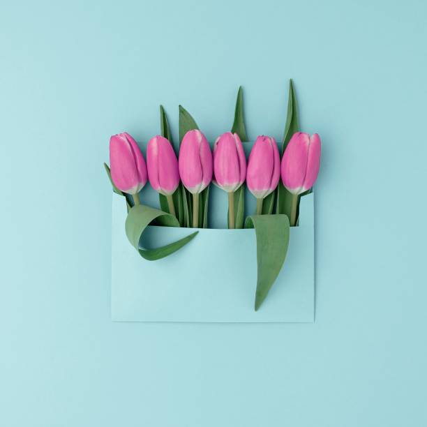 istock Pink tulip flowers in an envelope on blue background 1453424515