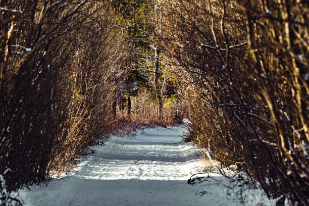 istock Beautiful view of a tree lane in winter 1453424713