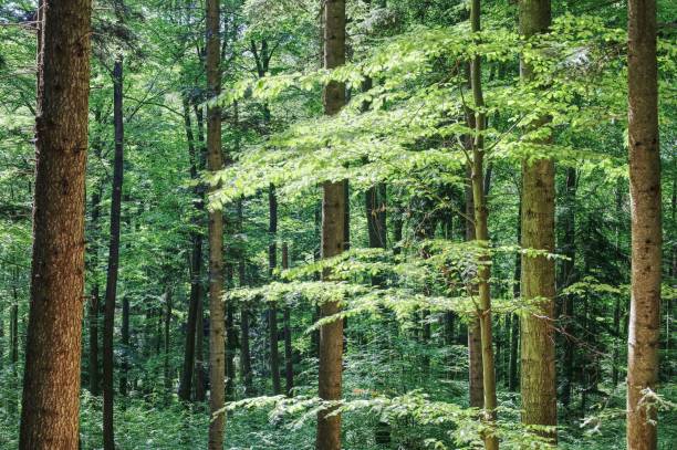 istock Beautiful landscape of a forest with many trees. 1453425305