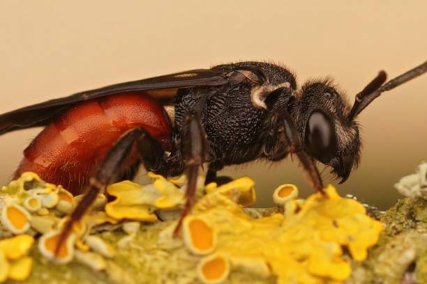 istock Macro shot of solitary parasitic bee (sphecodes albilabris) 1453425785
