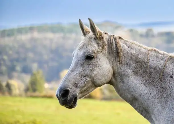 Photo of A view of a beautiful horse in nature