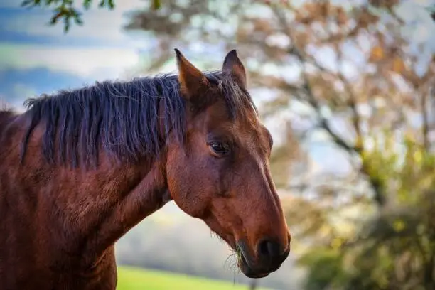 Photo of A view of a beautiful horse in nature