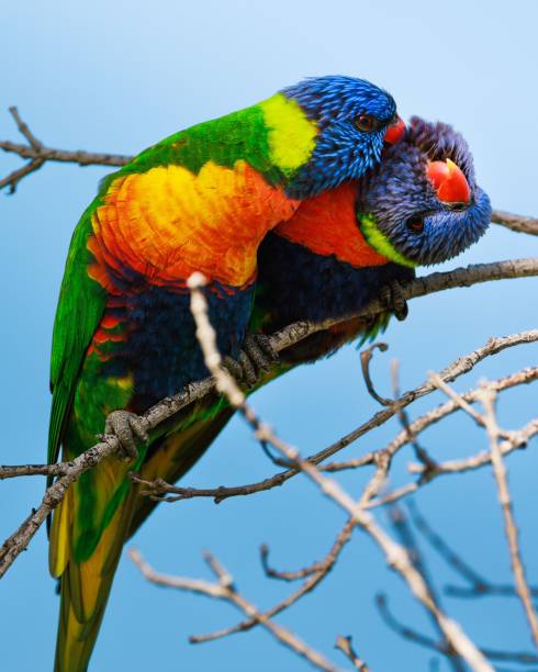 istock Vertical shot of colorful loving loriini couple embracing while perched on a tree branch 1453426418