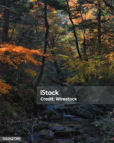 istock Vertical shot of a forest river in autumn on a sunny day, Odaesan National Park, South Korea 1453427291