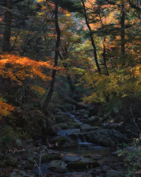 foto vertical de um rio da floresta no outono em um dia ensolarado, parque nacional de odaesan, coreia do sul - vertical forest national forest woods - fotografias e filmes do acervo