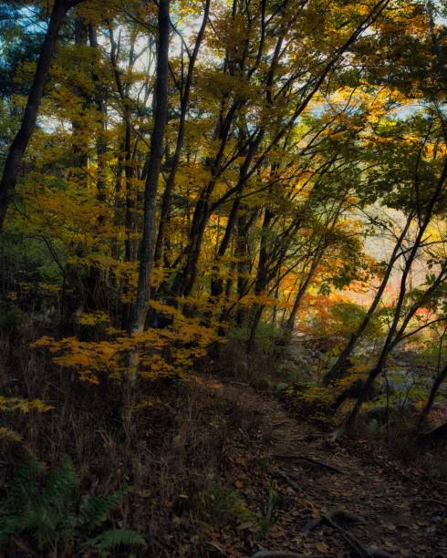 foto vertical de uma floresta no outono em um dia ensolarado, parque nacional odaesan, gangwon, coreia do sul - vertical forest national forest woods - fotografias e filmes do acervo