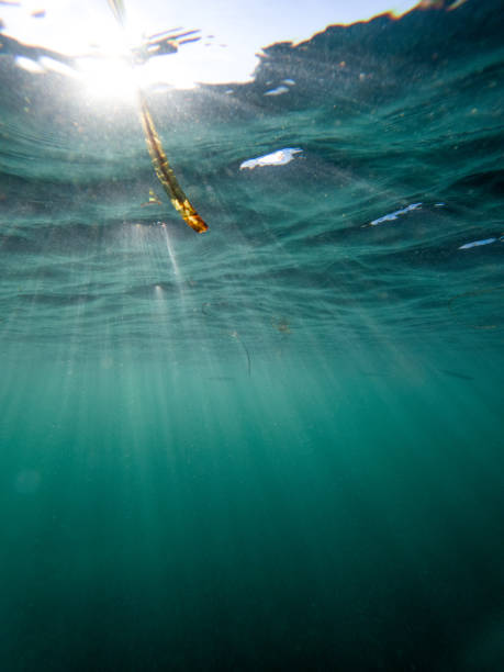 istock Beautiful shot of Sunlight shining through the underwater surface and a leaf tree 1453427332