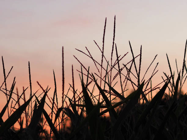 istock Silhouette of a plants on orange cloudy sunset 1453427431