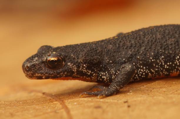 istock Closeup on the Balkan crested newt, Triturus ivanbureschi 1453427604