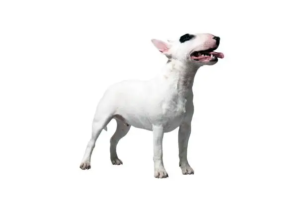 a white Bullterrier in front of a white studio background