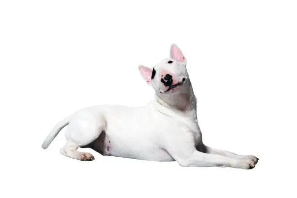 a white Bullterrier in front of a white studio background