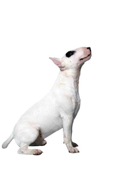 white BullDog or Bullterrier in front of a white Studio Background a white Bullterrier in front of a white studio background bull terrier stock pictures, royalty-free photos & images