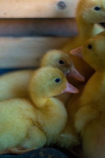 A vertical closeup shot of yellow duck chicks on farm