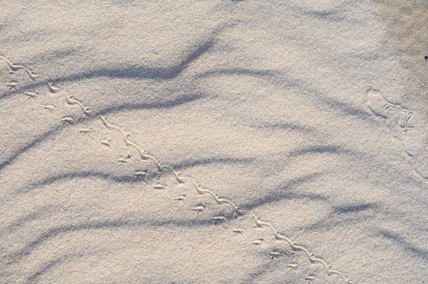 istock Footprint pattern on white sand in Juan Lacaze's Beach, Colonia, Uruguay 1453429343
