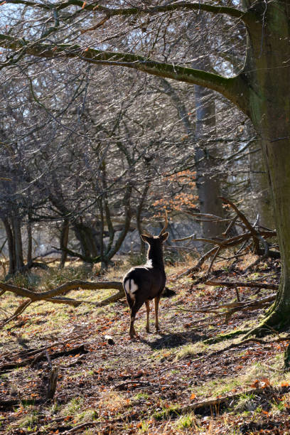 istock Vertical back view of a deer in a forest in autumn 1453430317