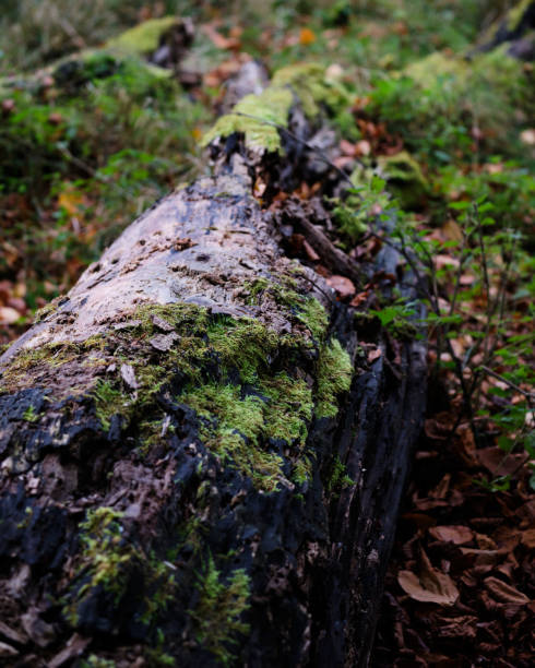 istock Vertical shot of a fallen mossy log 1453430318