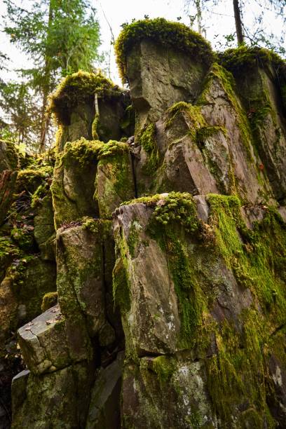 istock Vertical shot of cut trunks covered in moss 1453430888