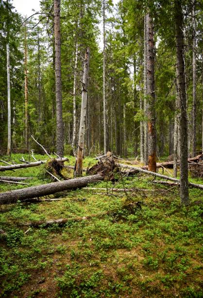 istock Vertical shot of a green forest with tall trees 1453430953