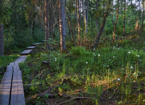 istock Scenic shot of a long boardwalk footpath in a forest 1453431458