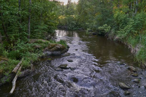 istock Rocky river flowing between green trees in a forest 1453431568