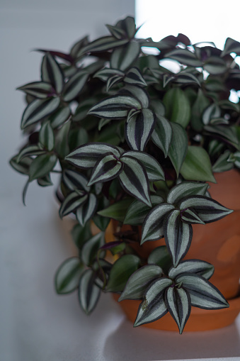 Close-up of a pot of Silvery Wandering Jew (Tradescantia zebrina)