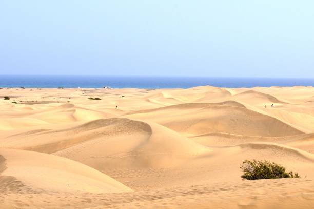 istock image taken in the canary islands, spain 1453432496
