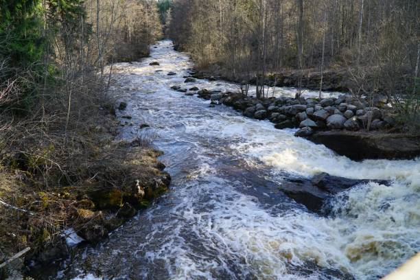 istock Closeup shot of a flowing river in a forest 1453432903